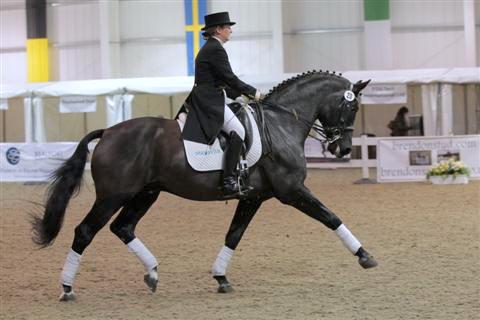 Katy Holder-Vale's Witcham House Farm Stud breeding Hanoverian stallions for dressage introduces Glücksfall / Flammengold.