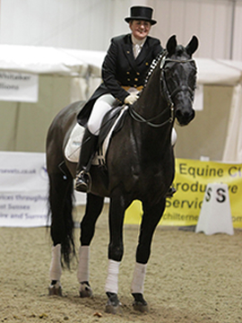 Katy Holder-Vale's Witcham House Farm Stud breeding Hanoverian stallions for dressage introduces Glücksfall / Flammengold.