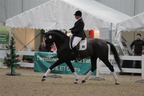 Katy Holder-Vale's Witcham House Farm Stud breeding Hanoverian stallions for dressage introduces Elroon.