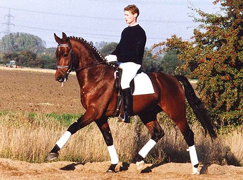 Katy Holder-Vale's Witcham House Farm Stud breeding Hanoverian stallions for dressage introduces Glucksfall.