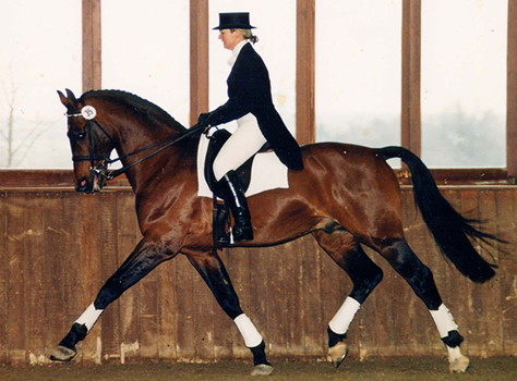 Katy Holder-Vale's Witcham House Farm Stud breeding Hanoverian stallions for dressage introduces Glucksfall.