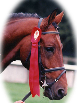 Katy Holder-Vale's Witcham House Farm Stud breeding Hanoverian stallions for dressage introduces Glucksfall.