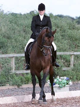 Katy Holder-Vale's Witcham House Farm Stud breeding Hanoverian stallions for dressage introduces Glucksfall.