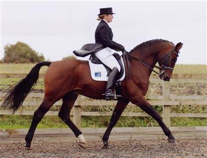 Katy Holder-Vale's Witcham House Farm Stud breeding Hanoverian stallions for dressage introduces Glucksfall.