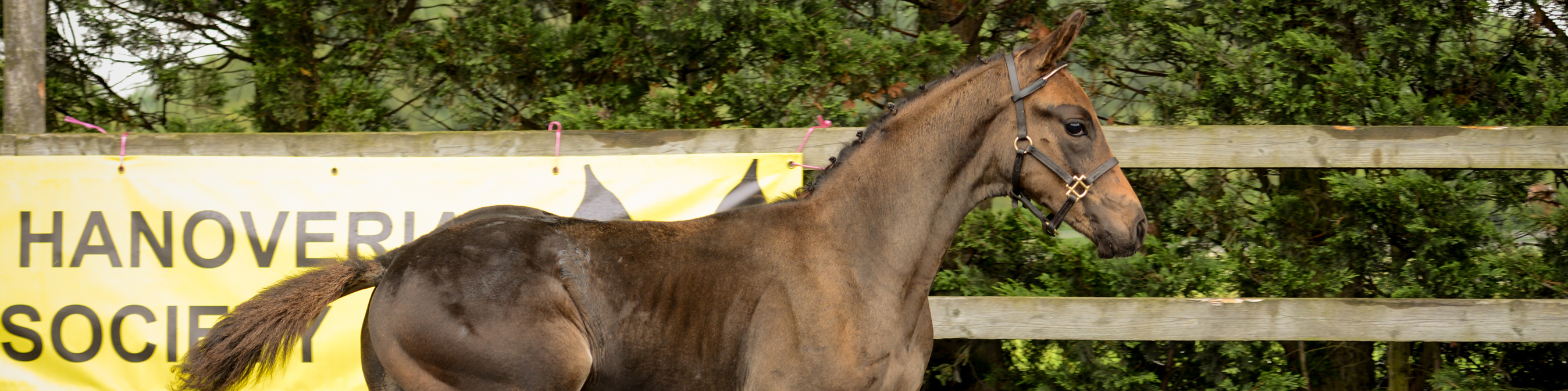 Katy Holder-Vale's Witcham House Farm Stud breeding Hanoverian stallions for dressage.