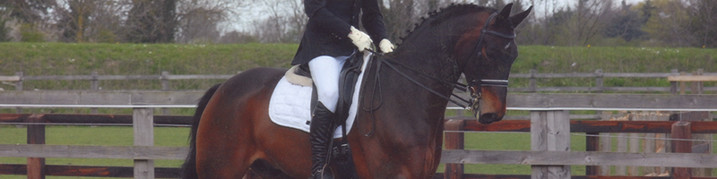 Katy Holder-Vale's Witcham House Farm Stud breeding Hanoverian stallions for dressage.