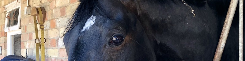 Katy Holder-Vale's Witcham House Farm Stud breeding Hanoverian stallions for dressage.