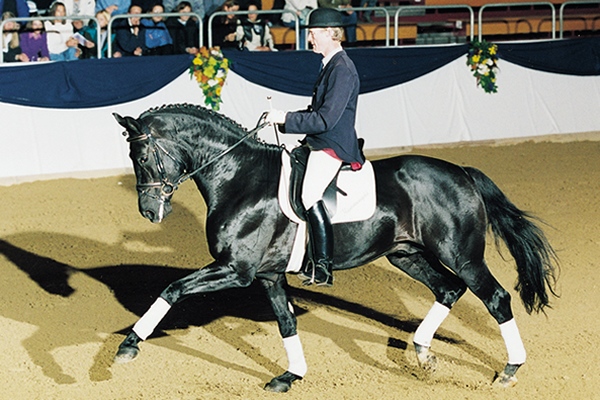 Katy Holder-Vale's Witcham House Farm Stud breeding Hanoverian stallions for dressage introduces Glücksfall / Flammengold.