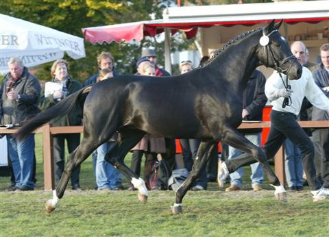 Katy Holder-Vale's Witcham House Farm Stud breeding Hanoverian stallions for dressage introduces Elroon.
