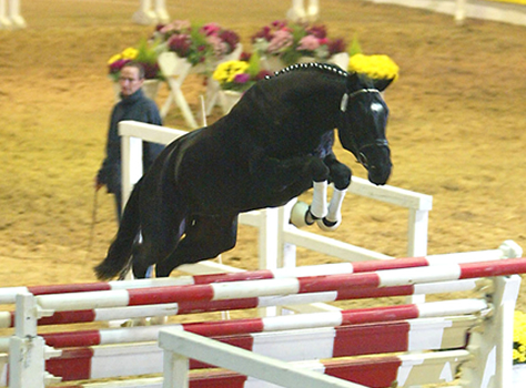 Katy Holder-Vale's Witcham House Farm Stud breeding Hanoverian stallions for dressage introduces Elroon.