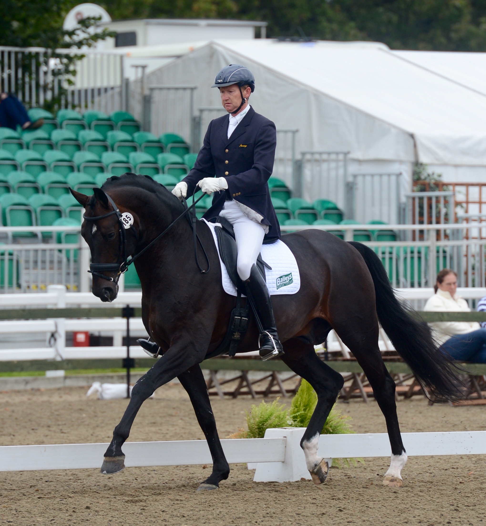 Katy Holder-Vale's Witcham House Farm Stud breeding Rhineland stallions for dressage introduces Samba Hit III.