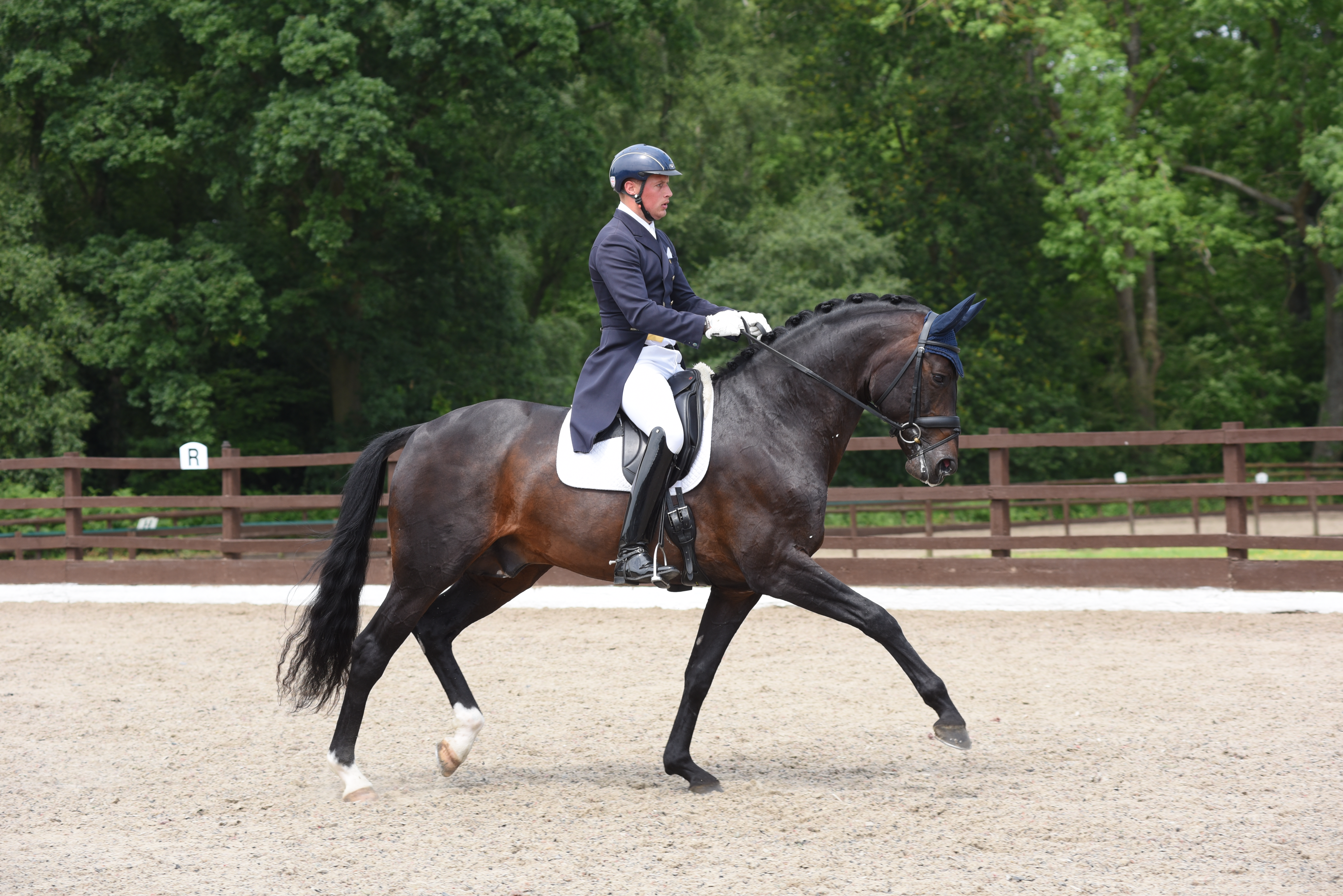 Katy Holder-Vale's Witcham House Farm Stud breeding Rhineland stallions for dressage introduces Samba Hit III.