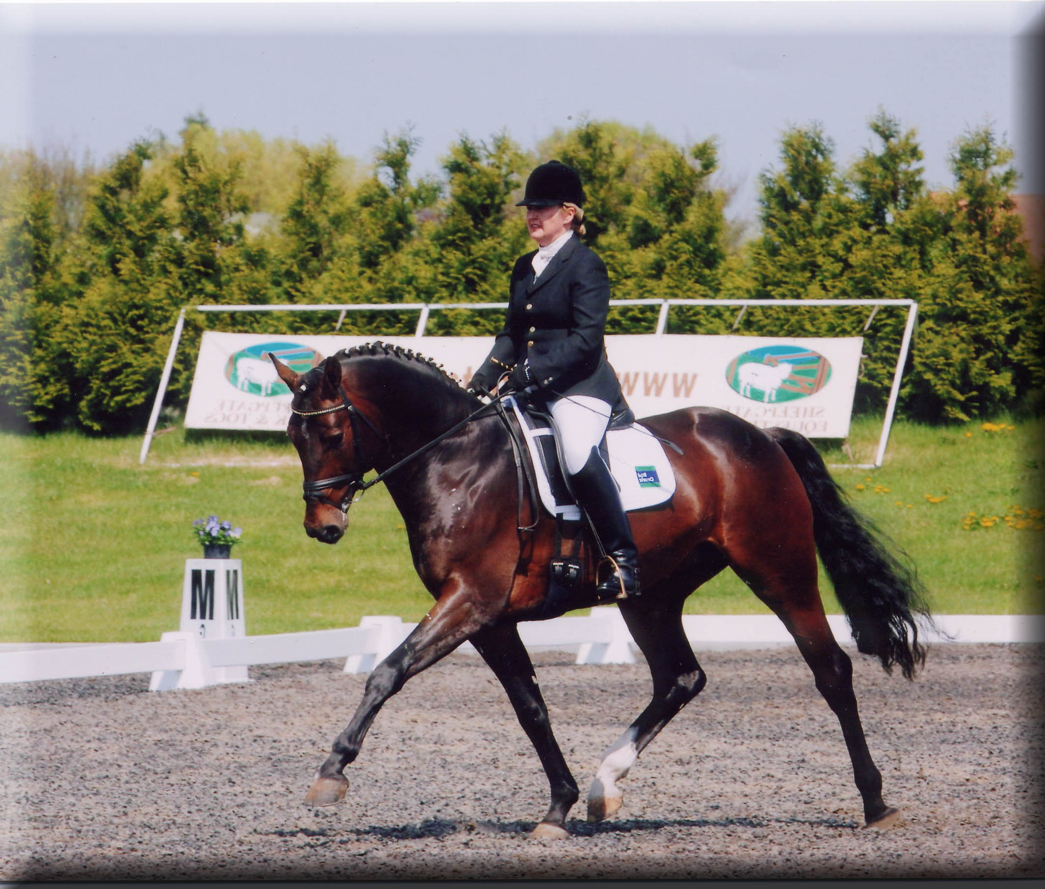 Katy Holder-Vale's Witcham House Farm Stud breeding Hanoverian stallions for dressage introduces Classic Juan.